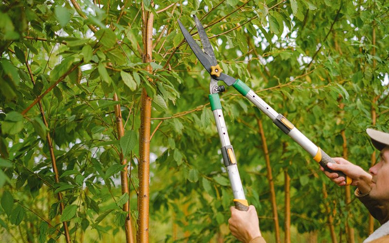 Tree trimming in Mellette, SD
