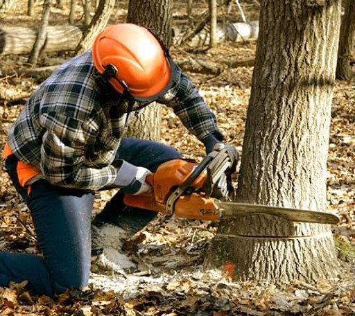 Tree Removal in Mellette, SD